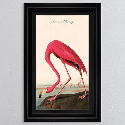American Flamingo with Black Mount Framed Wall Art (Vintage Bird Collection)