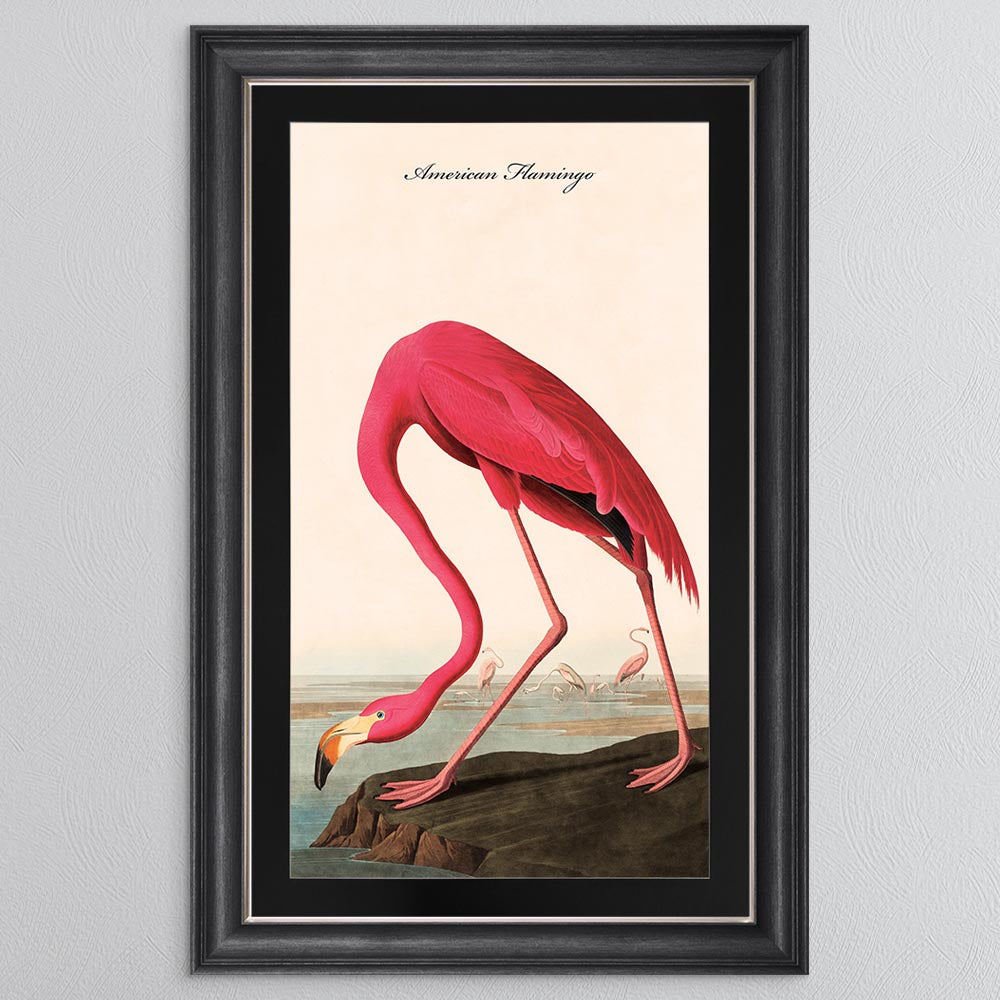 American Flamingo with Black Mount Framed Wall Art (Vintage Bird Collection)
