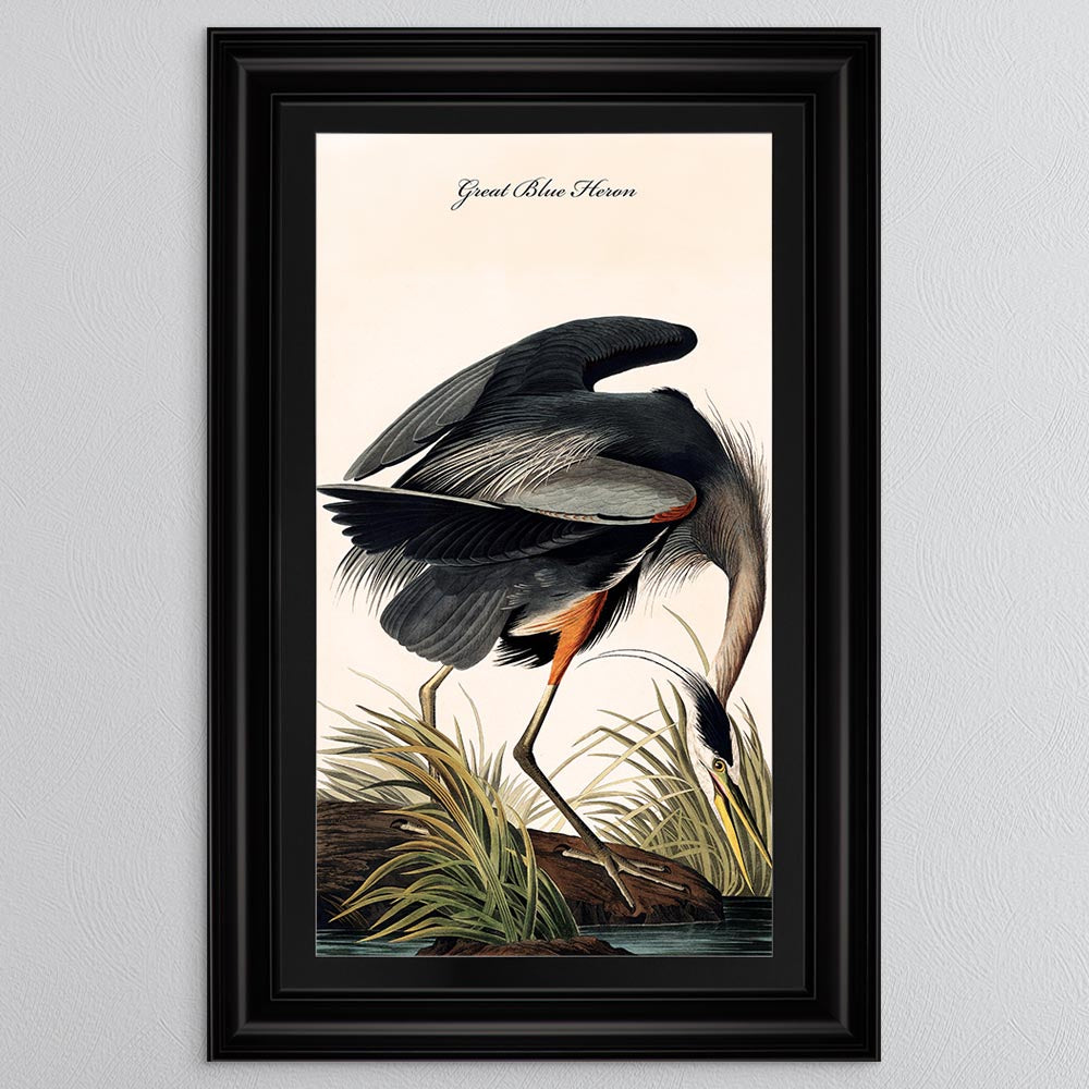 Blue Heron with Black Mount Framed Wall Art (Vintage Bird Collection)