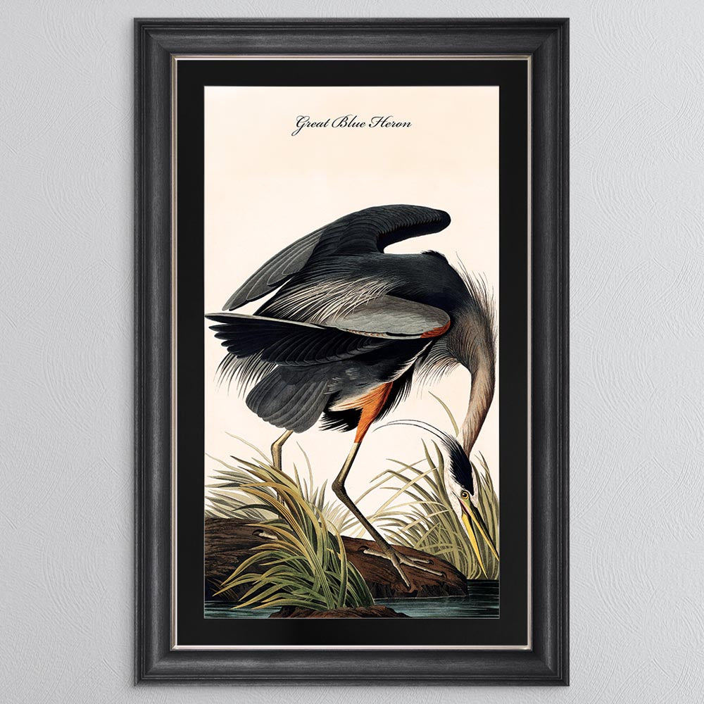 Blue Heron with Black Mount Framed Wall Art (Vintage Bird Collection)