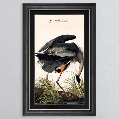 Blue Heron with Black Mount Framed Wall Art (Vintage Bird Collection)