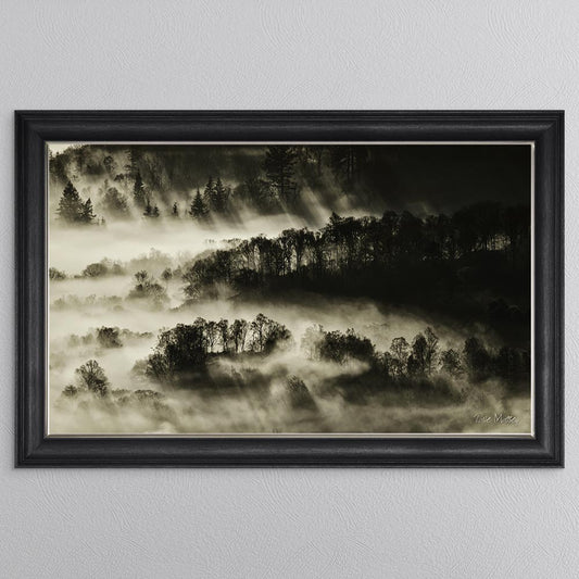 Misty Trees Framed Wall Art