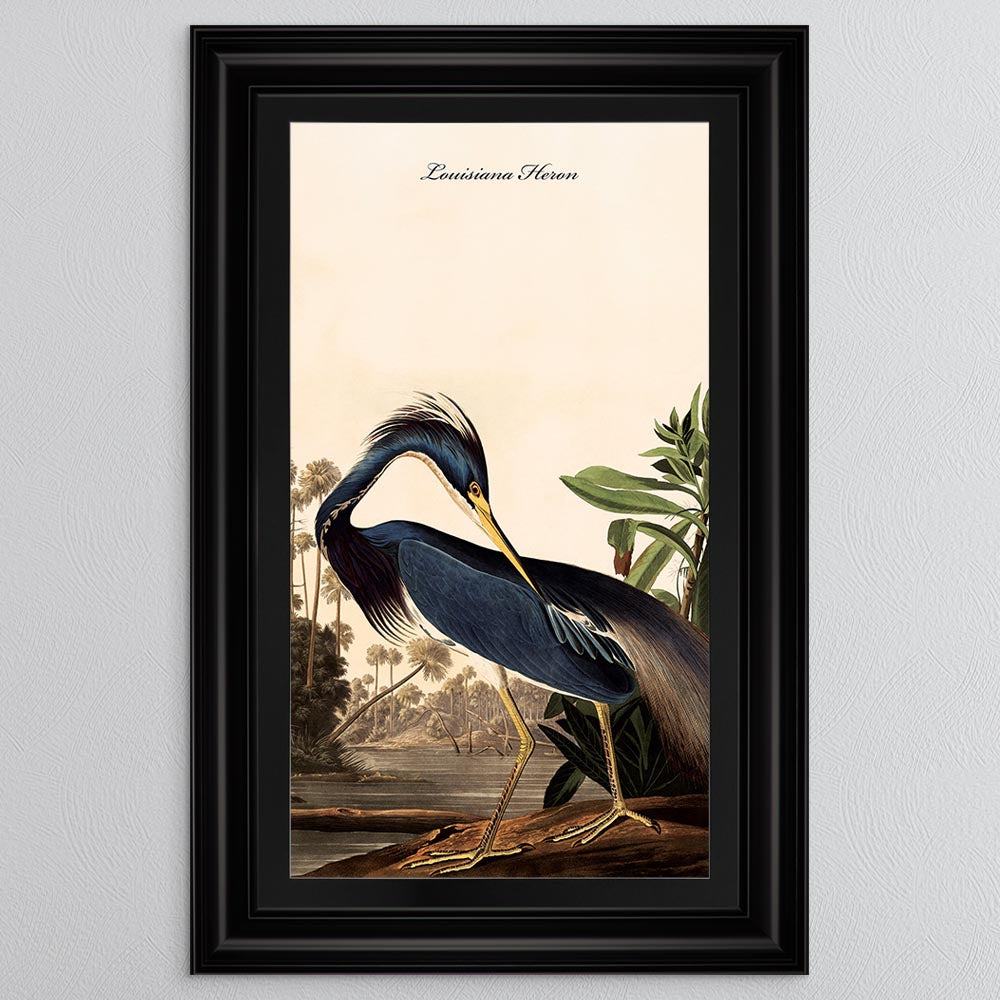 Louisiana Heron with Black Mount Framed Wall Art (Vintage Bird Collection)