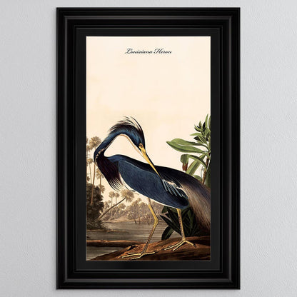 Louisiana Heron with Black Mount Framed Wall Art (Vintage Bird Collection)