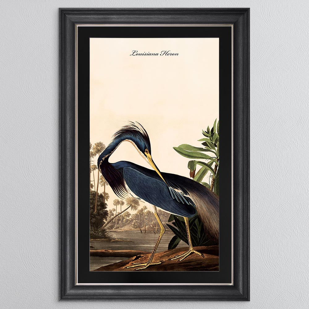 Louisiana Heron with Black Mount Framed Wall Art (Vintage Bird Collection)
