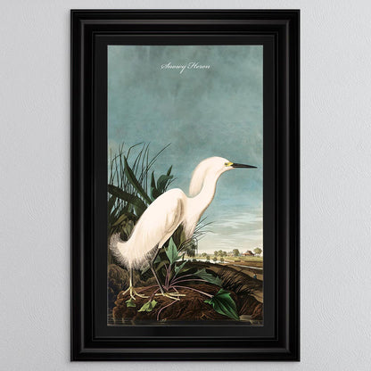 Snowy Heron with Black Mount Framed Wall Art (Vintage Bird Collection)