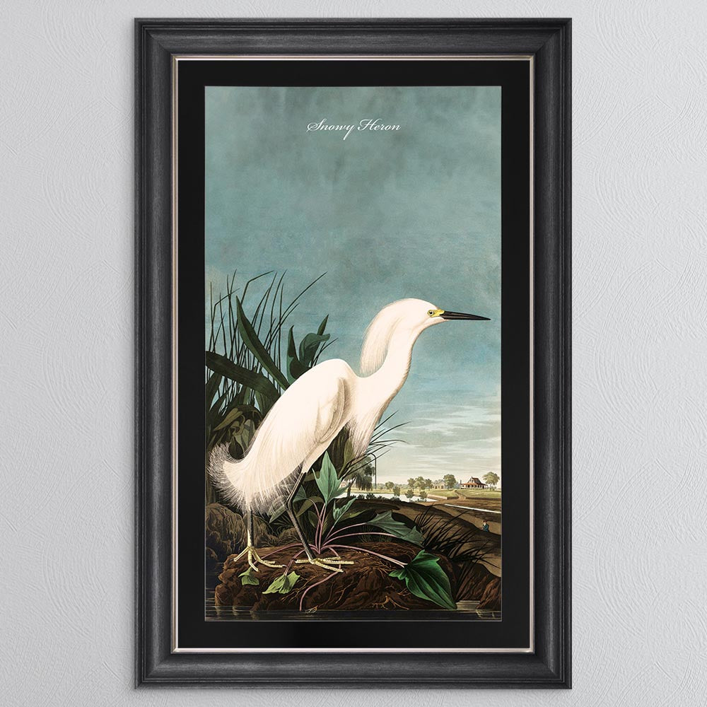 Snowy Heron with Black Mount Framed Wall Art (Vintage Bird Collection)