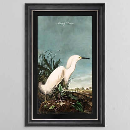Snowy Heron with Black Mount Framed Wall Art (Vintage Bird Collection)