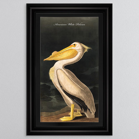 White Pelican with Black Mount Framed Wall Art (Vintage Bird Collection)