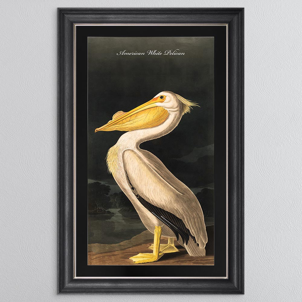 White Pelican with Black Mount Framed Wall Art (Vintage Bird Collection)