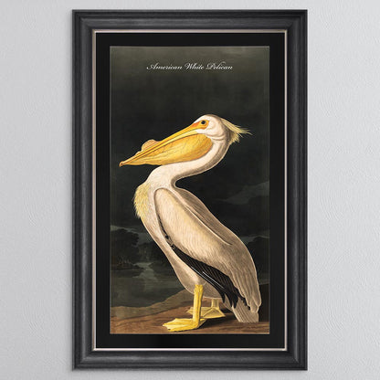 White Pelican with Black Mount Framed Wall Art (Vintage Bird Collection)