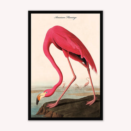 Luxury Velvet Art Print - Vintage Birds - American Flamingo Framed Wall Art