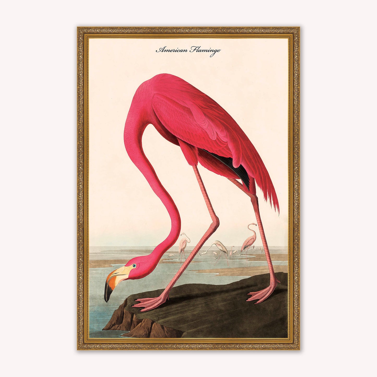 Luxury Velvet Art Print - Vintage Birds - American Flamingo Framed Wall Art