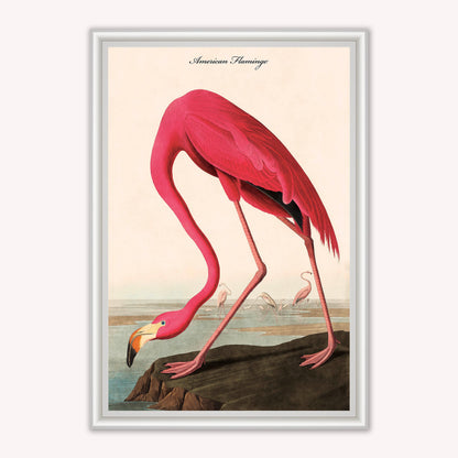 Luxury Velvet Art Print - Vintage Birds - American Flamingo Framed Wall Art
