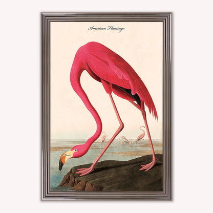 Luxury Velvet Art Print - Vintage Birds - American Flamingo Framed Wall Art