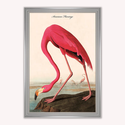Luxury Velvet Art Print - Vintage Birds - American Flamingo Framed Wall Art