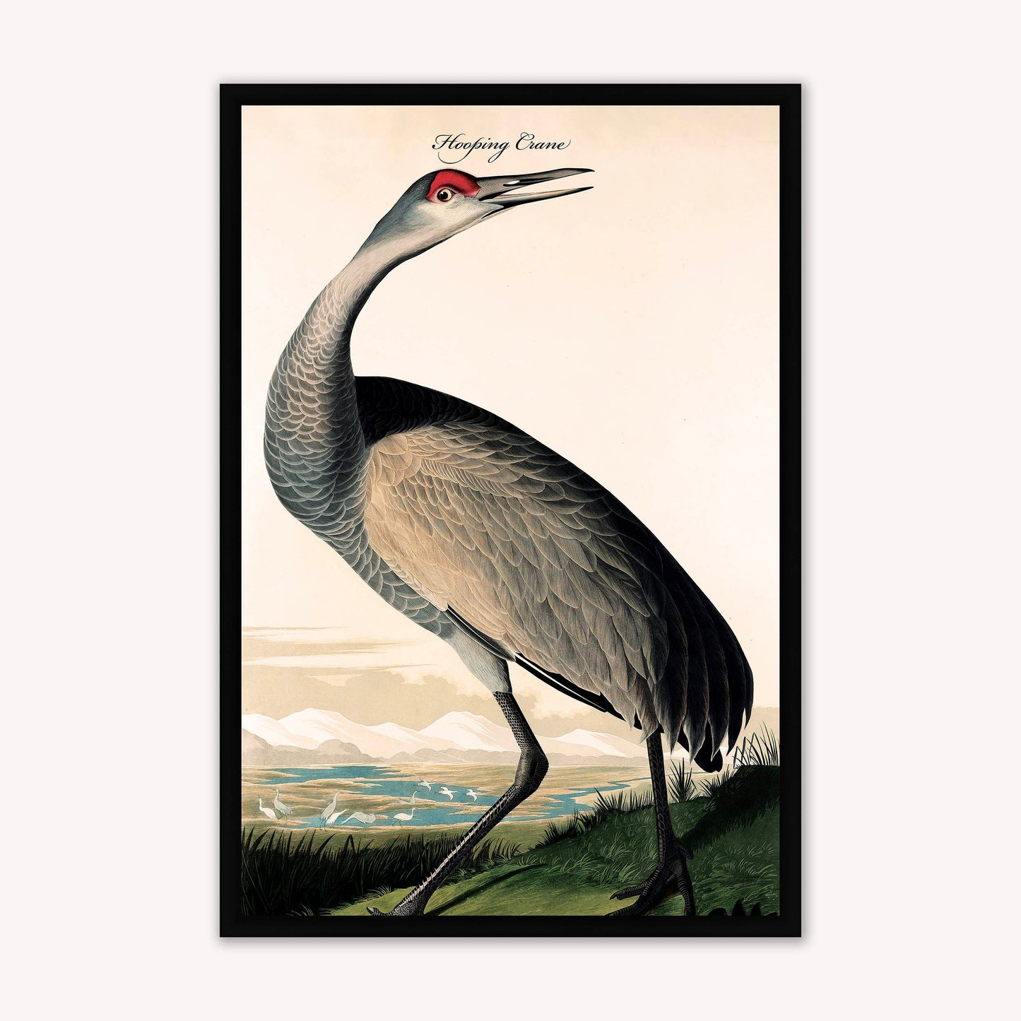 Luxury Velvet Art Print - Vintage Birds - Hooping Crane Framed Wall Art