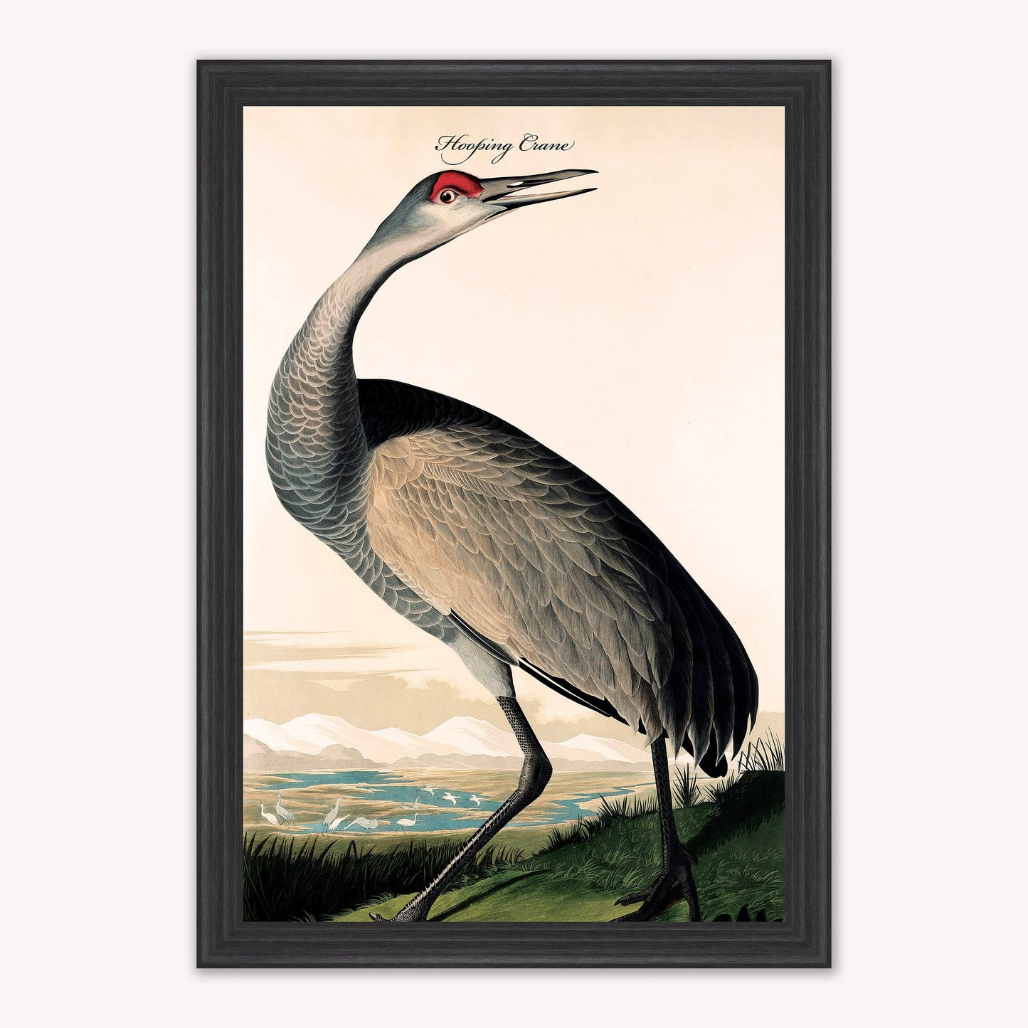 Luxury Velvet Art Print - Vintage Birds - Hooping Crane Framed Wall Art