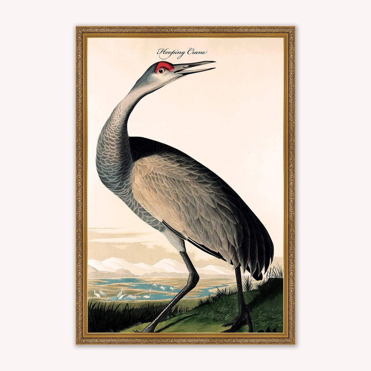 Luxury Velvet Art Print - Vintage Birds - Hooping Crane Framed Wall Art