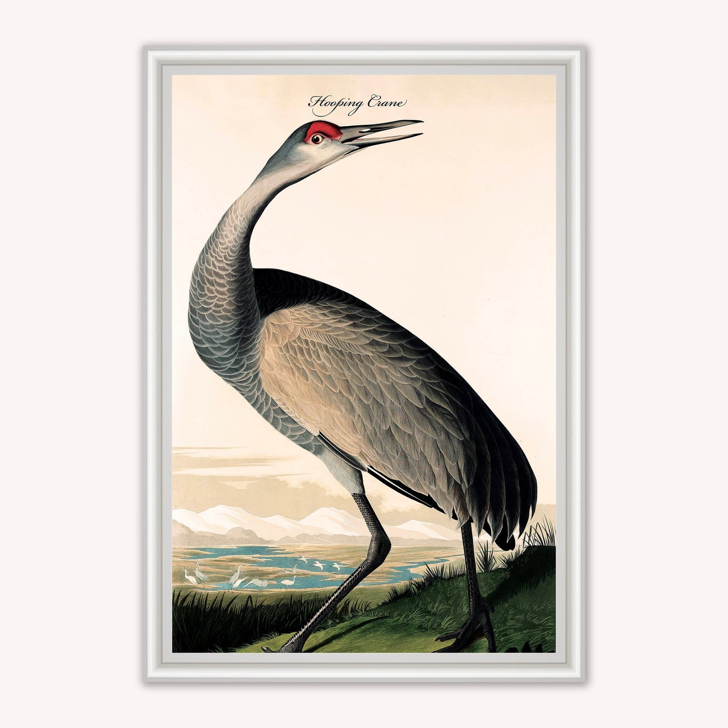 Luxury Velvet Art Print - Vintage Birds - Hooping Crane Framed Wall Art