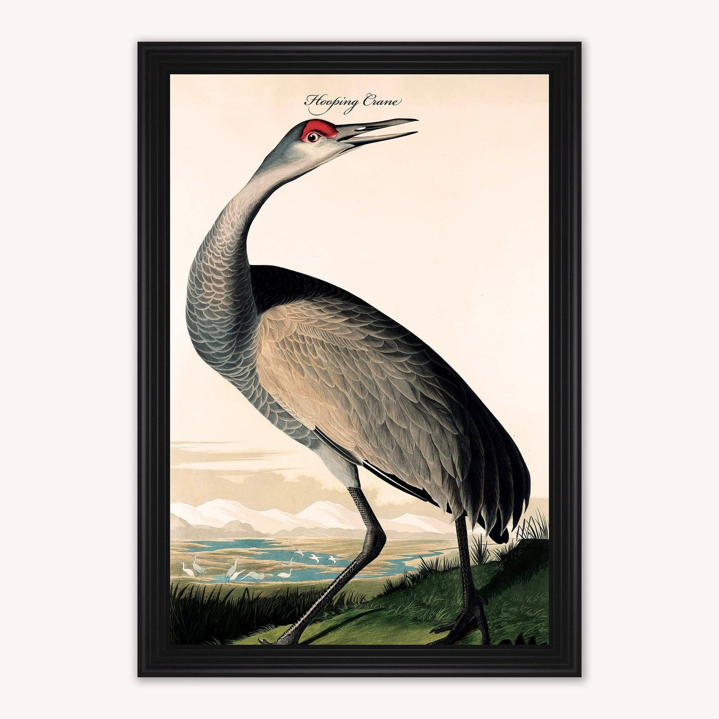 Luxury Velvet Art Print - Vintage Birds - Hooping Crane Framed Wall Art