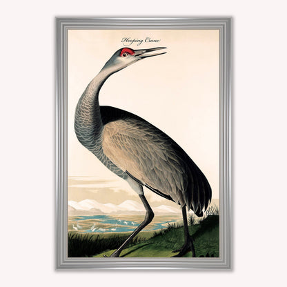 Luxury Velvet Art Print - Vintage Birds - Hooping Crane Framed Wall Art