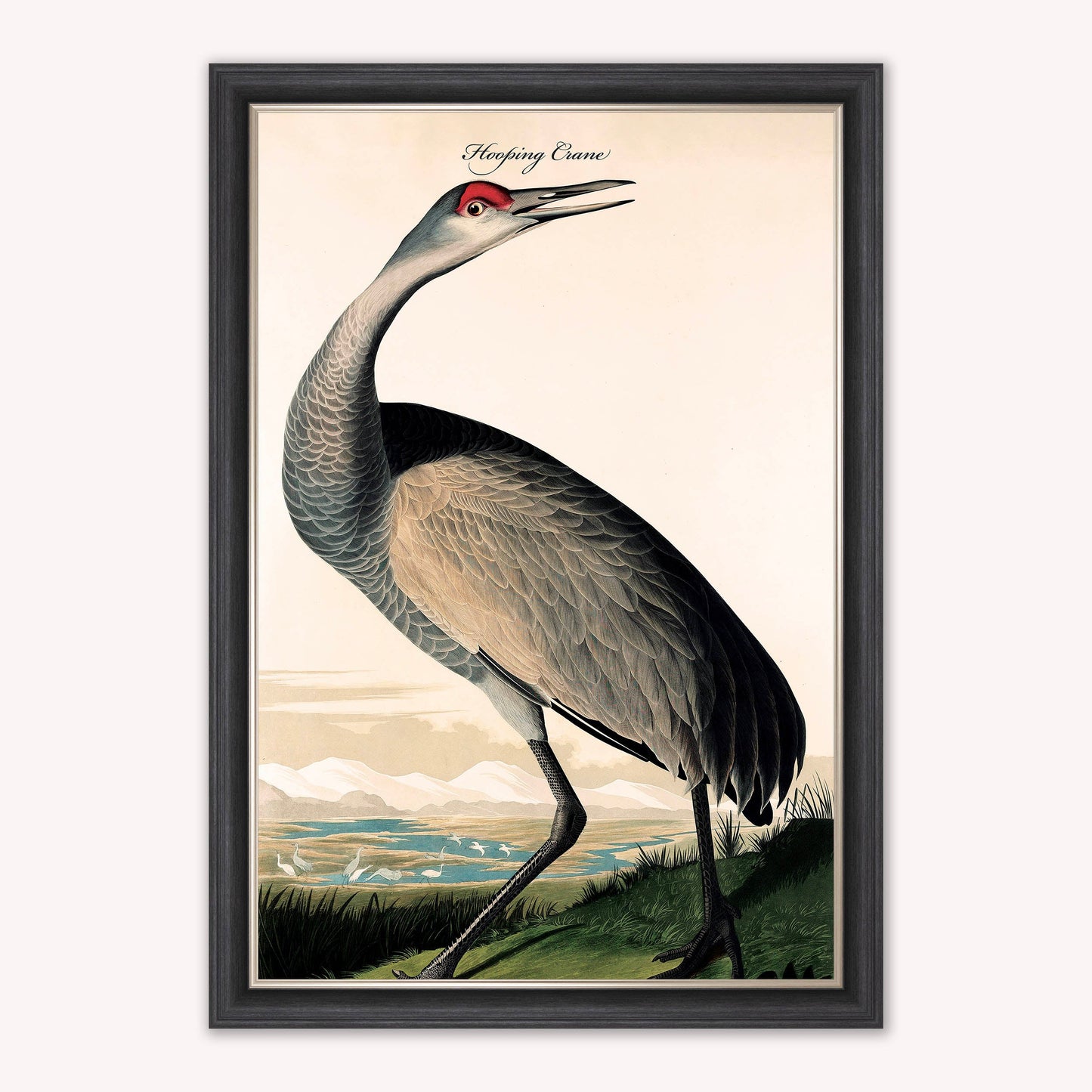 Luxury Velvet Art Print - Vintage Birds - Hooping Crane Framed Wall Art