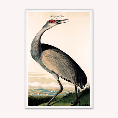 Luxury Velvet Art Print - Vintage Birds - Hooping Crane Framed Wall Art