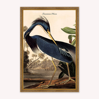 Luxury Velvet Art Print - Vintage Birds - Louisiana Heron Framed Wall Art