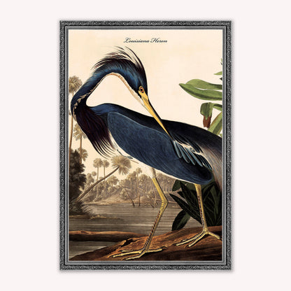 Luxury Velvet Art Print - Vintage Birds - Louisiana Heron Framed Wall Art