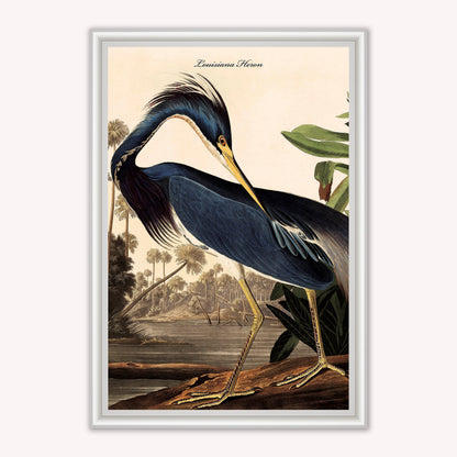 Luxury Velvet Art Print - Vintage Birds - Louisiana Heron Framed Wall Art