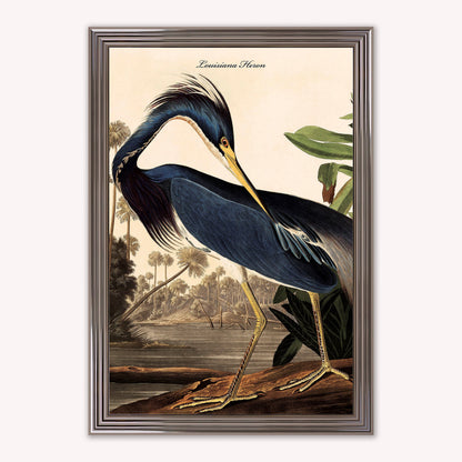 Luxury Velvet Art Print - Vintage Birds - Louisiana Heron Framed Wall Art