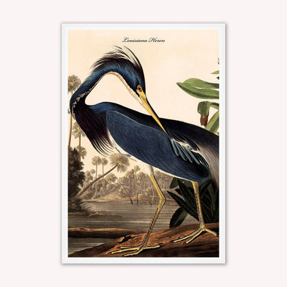 Luxury Velvet Art Print - Vintage Birds - Louisiana Heron Framed Wall Art