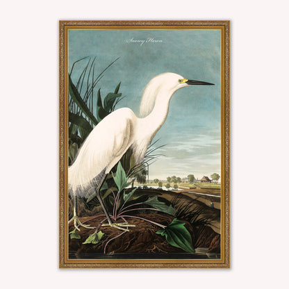 Luxury Velvet Art Print - Vintage Birds - Snowy Heron Framed Wall Art