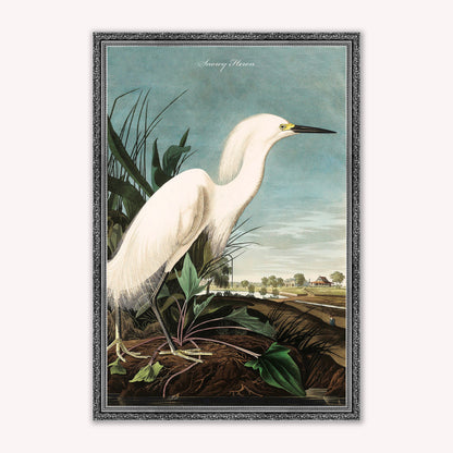 Luxury Velvet Art Print - Vintage Birds - Snowy Heron Framed Wall Art