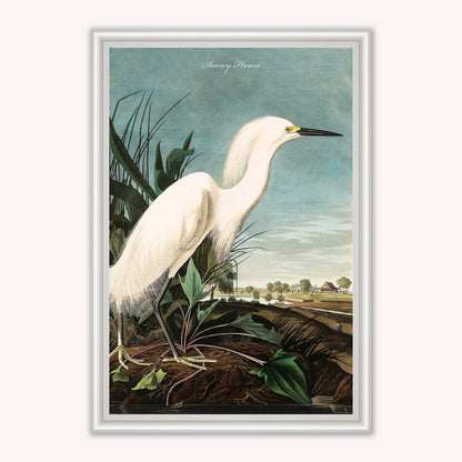 Luxury Velvet Art Print - Vintage Birds - Snowy Heron Framed Wall Art