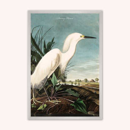 Luxury Velvet Art Print - Vintage Birds - Snowy Heron Framed Wall Art