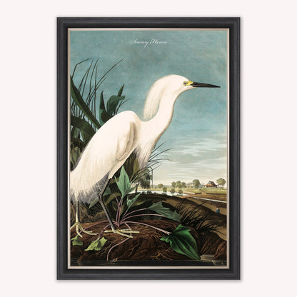 Luxury Velvet Art Print - Vintage Birds - Snowy Heron Framed Wall Art