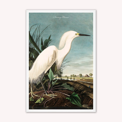 Luxury Velvet Art Print - Vintage Birds - Snowy Heron Framed Wall Art
