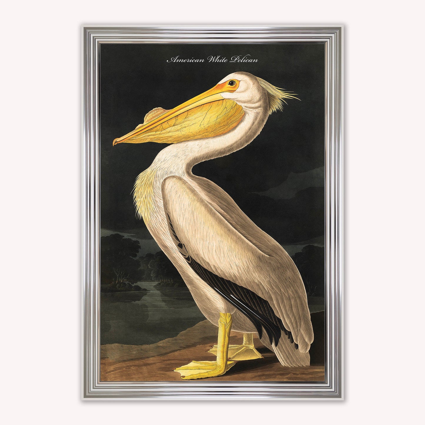 Luxury Velvet Art Print - Vintage Birds - White Pelican Framed Wall Art