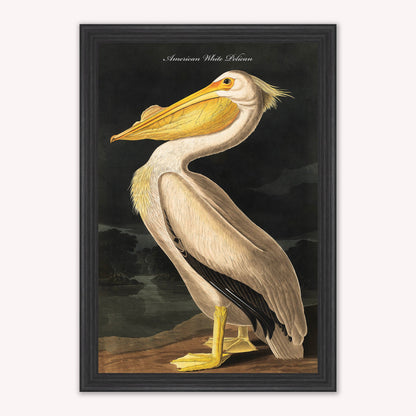 Luxury Velvet Art Print - Vintage Birds - White Pelican Framed Wall Art