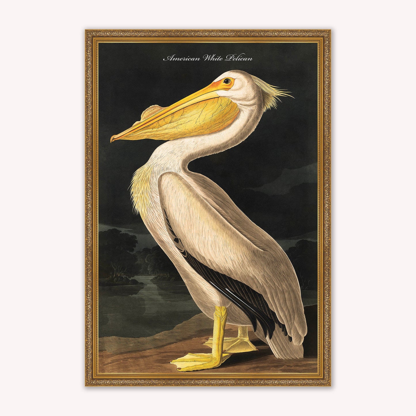 Luxury Velvet Art Print - Vintage Birds - White Pelican Framed Wall Art