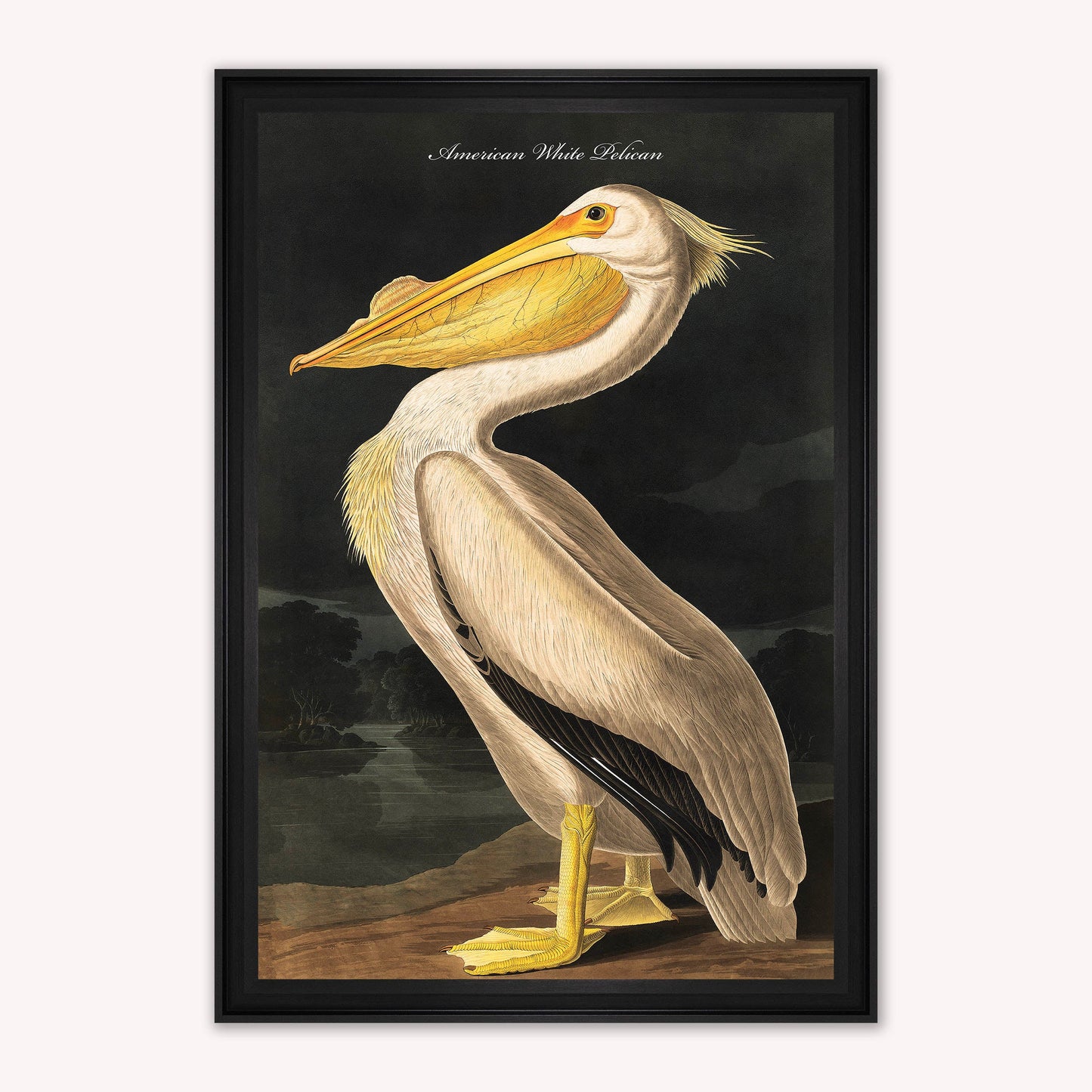 Luxury Velvet Art Print - Vintage Birds - White Pelican Framed Wall Art