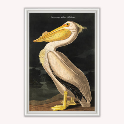 Luxury Velvet Art Print - Vintage Birds - White Pelican Framed Wall Art