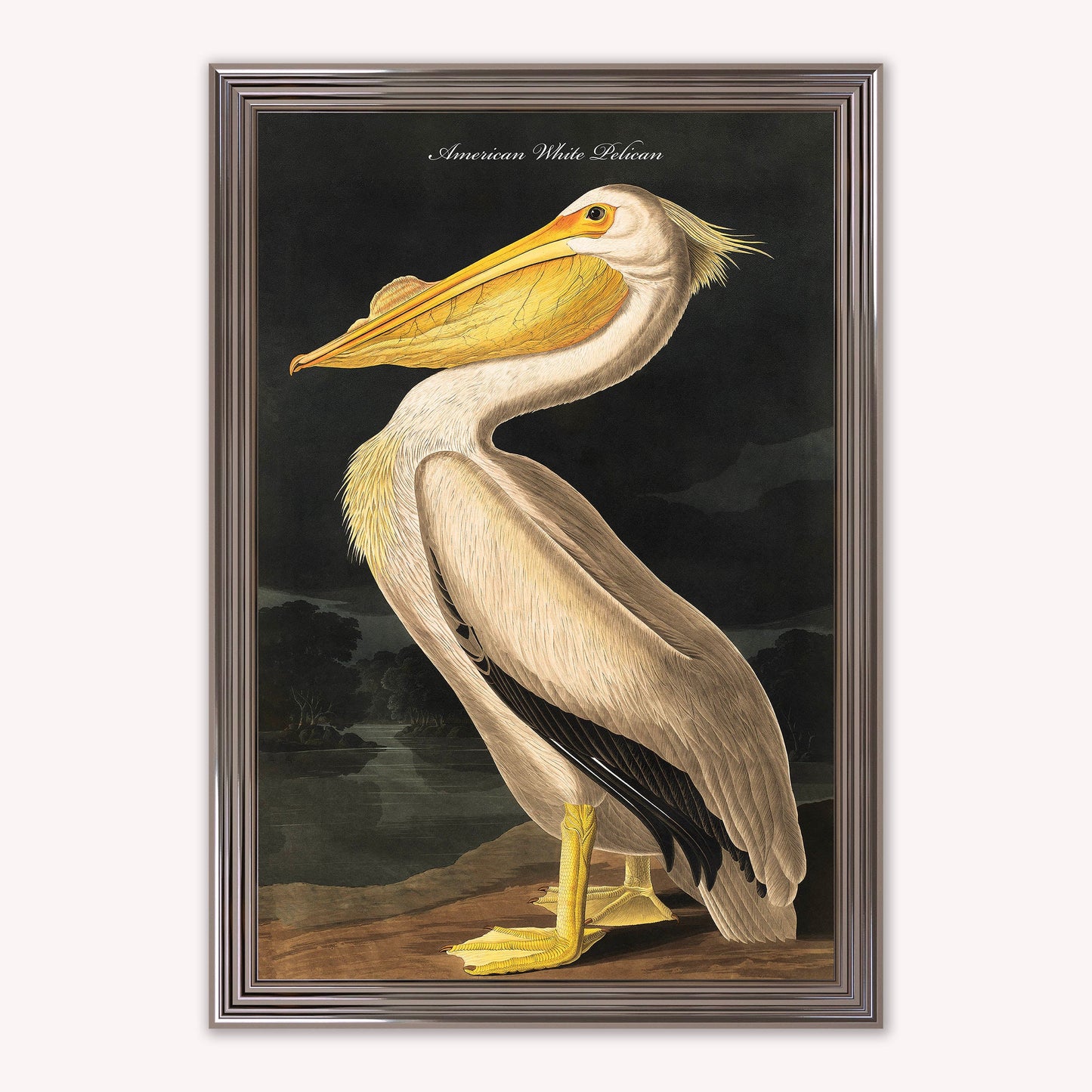 Luxury Velvet Art Print - Vintage Birds - White Pelican Framed Wall Art