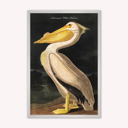 Luxury Velvet Art Print - Vintage Birds - White Pelican Framed Wall Art