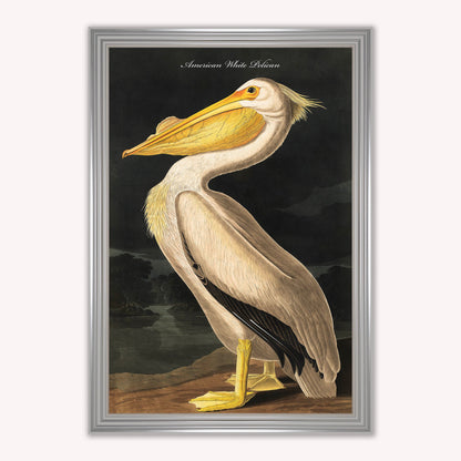 Luxury Velvet Art Print - Vintage Birds - White Pelican Framed Wall Art