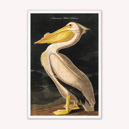 Luxury Velvet Art Print - Vintage Birds - White Pelican Framed Wall Art