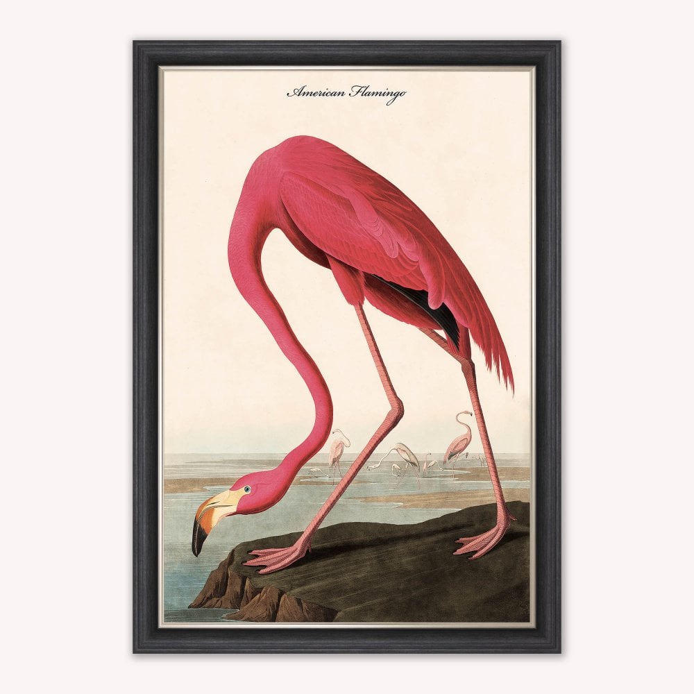 Luxury Velvet Art Print - Vintage Birds - American Flamingo Framed Wall Art