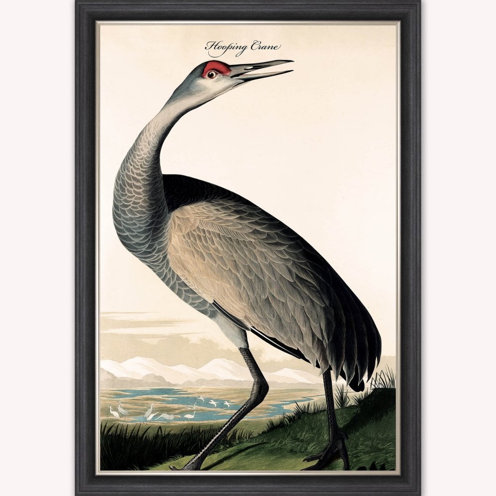 Luxury Velvet Art Print - Vintage Birds - Hooping Crane Framed Wall Art